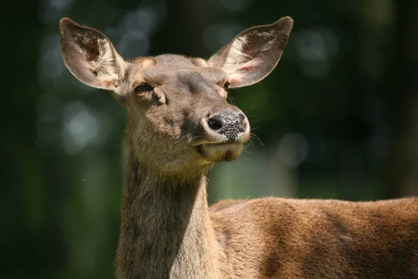 Animales Diferentes Enfoque Selectivo — Foto de Stock