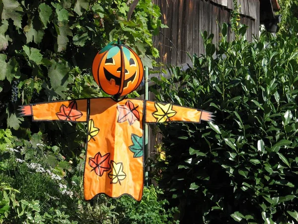 Halloween Kürbis Und Kürbisse Gras — Stockfoto