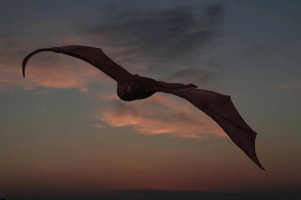 Silhouet Van Een Man Met Een Vleermuis Die Lucht Vliegt — Stockfoto