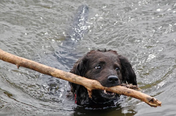 Porträt Eines Süßen Hundes — Stockfoto