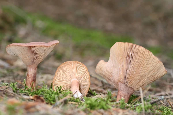 Wachsende Bunte Pilze Natur Hintergrund — Stockfoto