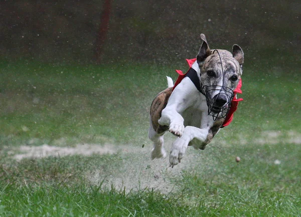 Las Carreras Galgos Mal Estado Casero N2007 — Foto de Stock