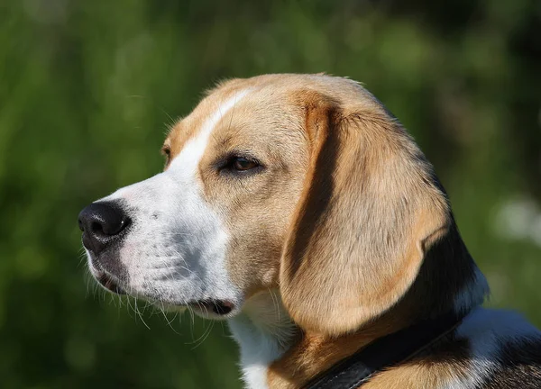 可愛くて愛らしいビーグル犬の肖像画 — ストック写真