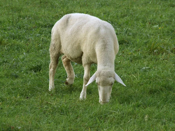 Landschaftlicher Blick Auf Die Landwirtschaft Selektiver Fokus — Stockfoto