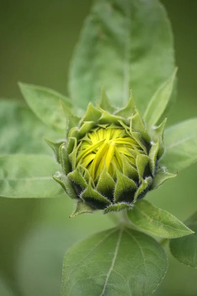 Bel Colpo Botanico Carta Parati Naturale — Foto Stock