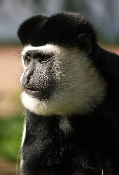 Closeup Animal Zoo — Stock Photo, Image