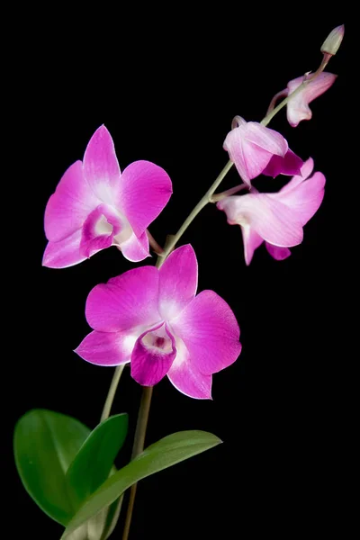 Hermosa Orquídea Flores Pétalos — Foto de Stock