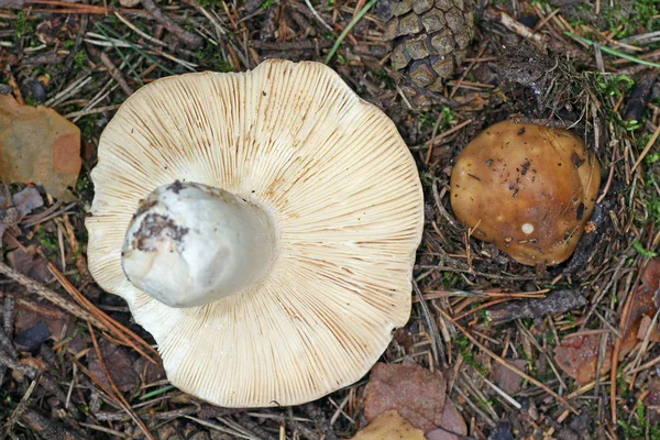 Odla Svamp Skogen Natur Bakgrund — Stockfoto