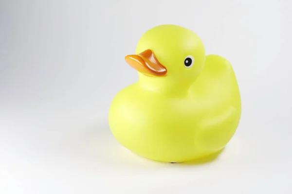 Yellowduck Con Pico Rojo — Foto de Stock