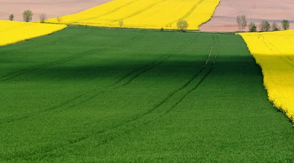 Campagne Agriculture Champ Colza Flore Jaune — Photo