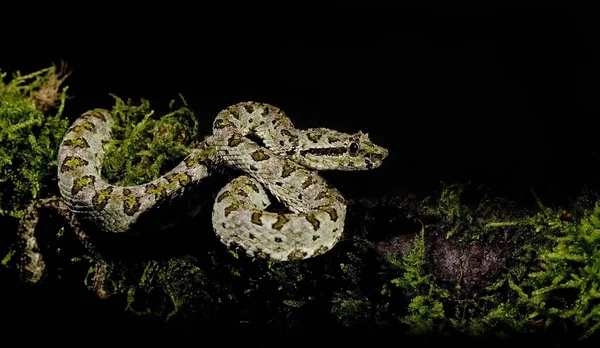 蛇爬行动物 动物世界 — 图库照片