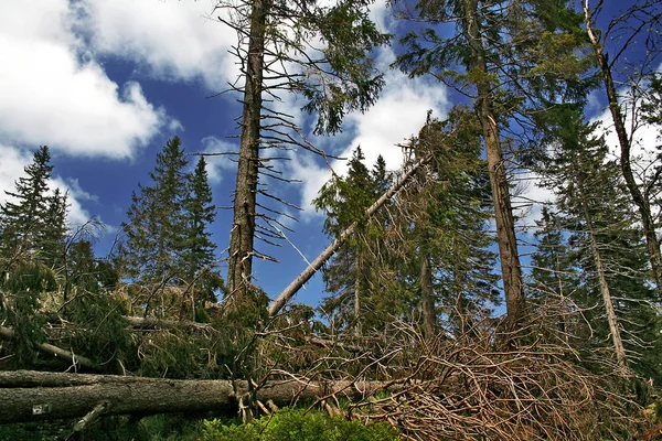 Пошкодження Лісу Байєрський Вальс — стокове фото