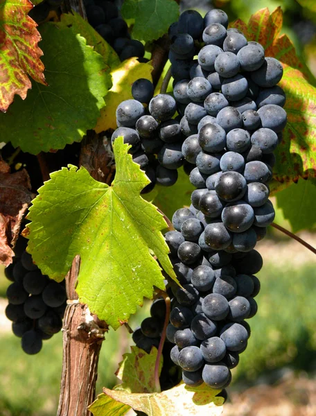 Cultivo Vinhas Vinha Uva — Fotografia de Stock