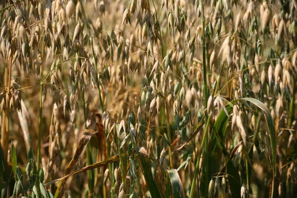 Campo Agrícola Campo Grano Rural —  Fotos de Stock