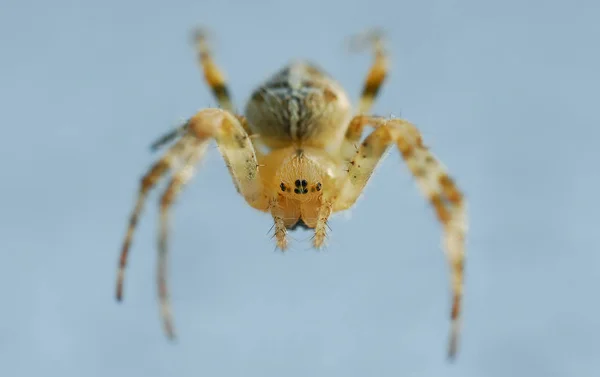 Vista Cerca Los Insectos Naturaleza — Foto de Stock