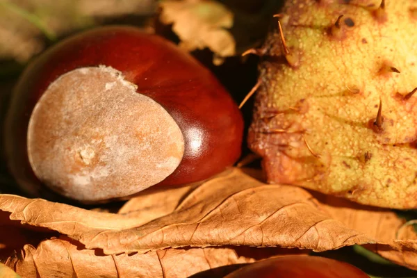 Hojas Otoño Árbol — Foto de Stock