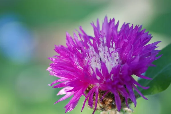 Vista Panorámica Hermosa Flor Aciano — Foto de Stock