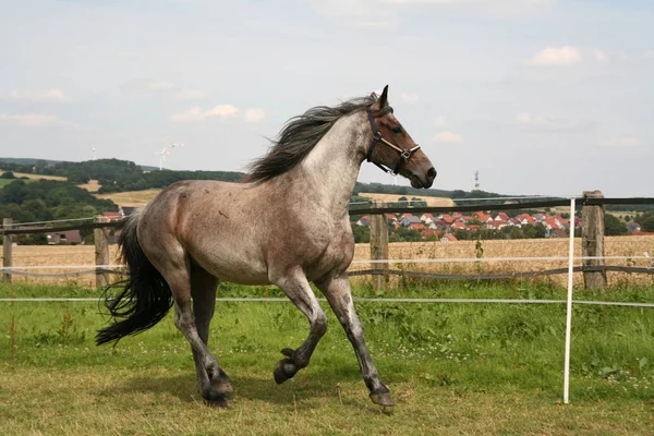 Bonito Cavalo Selvagem Natureza — Fotografia de Stock