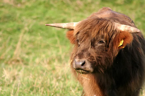 Highland Cattle Animals Wildlife — Stock Photo, Image