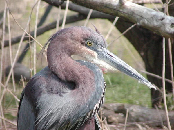 Vacker Utsikt Över Heron Fågel Naturen — Stockfoto