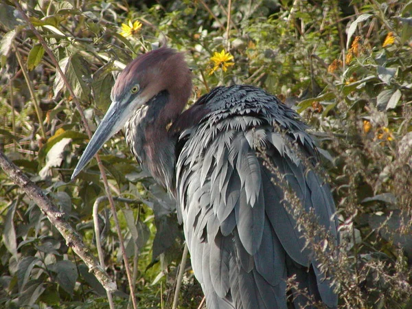 Vacker Utsikt Över Heron Fågel Naturen — Stockfoto