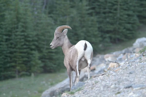 Ovelha Bighorn Por Trás — Fotografia de Stock