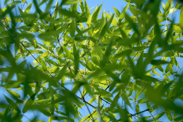 Bambusowe Drzewa Leśne Flora — Zdjęcie stockowe