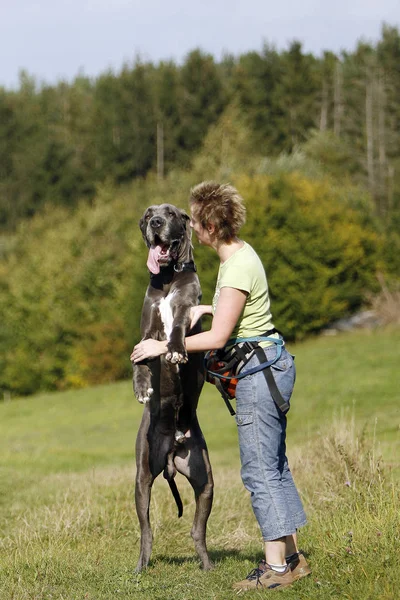 Dog Young Girl Walk Park — Stock Photo, Image