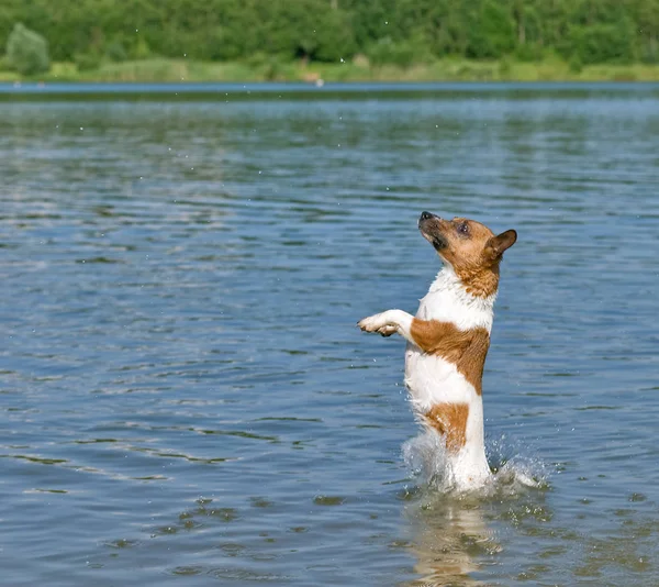 Portret Van Een Schattige Hond — Stockfoto