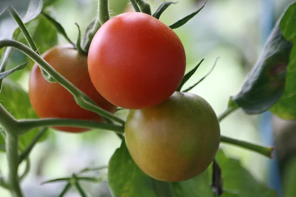 Tomates Fraîches Mûres Rouges — Photo