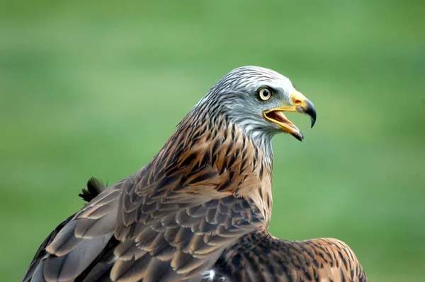 Vue Panoramique Sur Majestueux Prédateur Buzzard — Photo