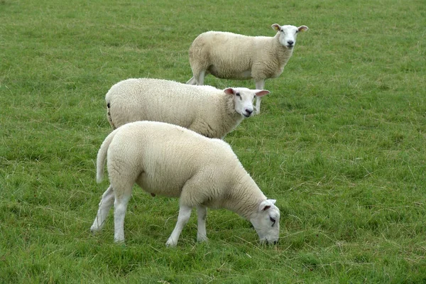 Moutons Domestiques Sur Pâturage — Photo