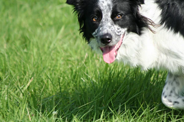 Portrait Cute Dog — Stock Photo, Image