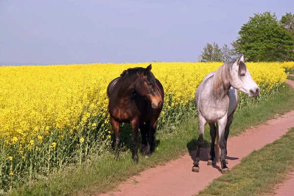 Pferde Tagsüber Freien — Stockfoto