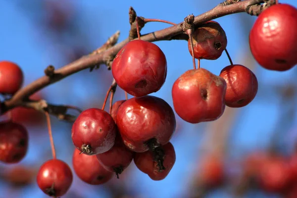 Schöne Botanische Aufnahme Natürliche Tapete — Stockfoto