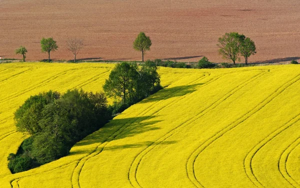 Grüne Insel Gelben Feld — Stockfoto