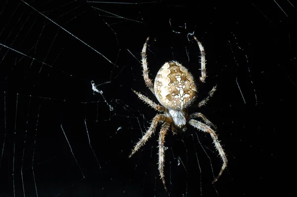 Αράχνη Έντομο Αρπακτικό Ζώο — Φωτογραφία Αρχείου