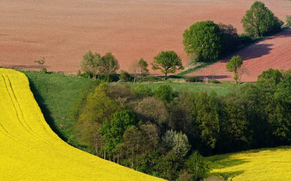 Landschap Landbouwgebied Veeteelt Gele Flora — Stockfoto