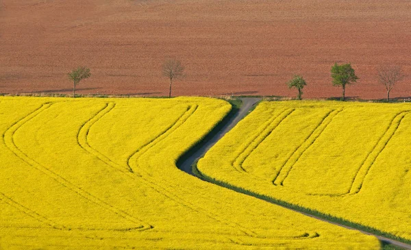 Pole Rzepaku Rolniczego Flora Żółta — Zdjęcie stockowe