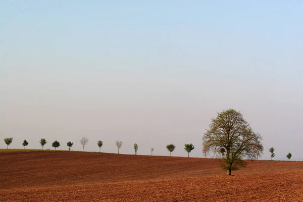 Mijn Vriend Boom Het Avondlicht — Stockfoto