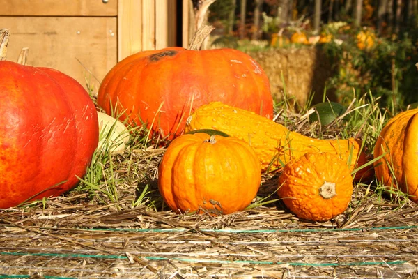 Gourds Straw Bales — Stock Photo, Image