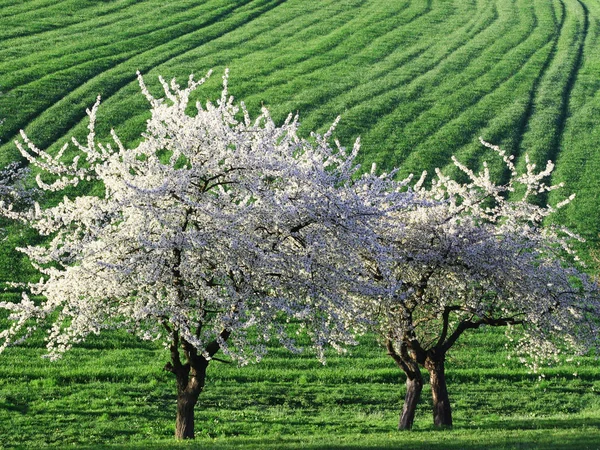 Árbol Primavera Flora Follaje Imagen de stock