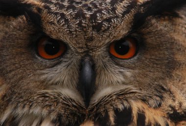 closeup view of eagle owl at wild nature clipart