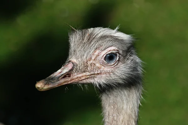 ダチョウの鳥野生生物 — ストック写真