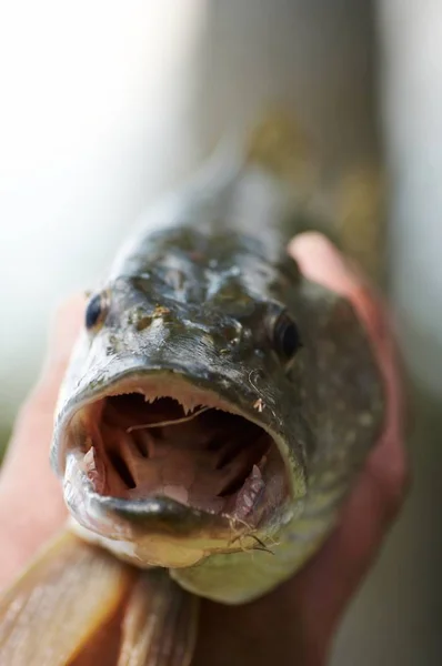 Close Trout Fish — Stock Photo, Image