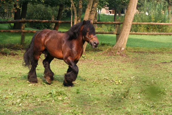 Lindo Caballo Naturaleza Salvaje —  Fotos de Stock