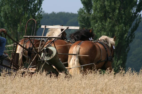 Schattig Paard Wilde Natuur — Stockfoto