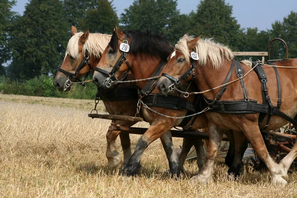 Boerderij Paarden Aan Het Werk — Stockfoto