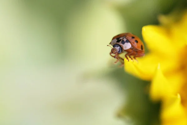 Bug Rouge Pois Coccinelle — Photo