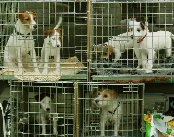 Naturskön Utsikt Över Söt Valp Hund — Stockfoto